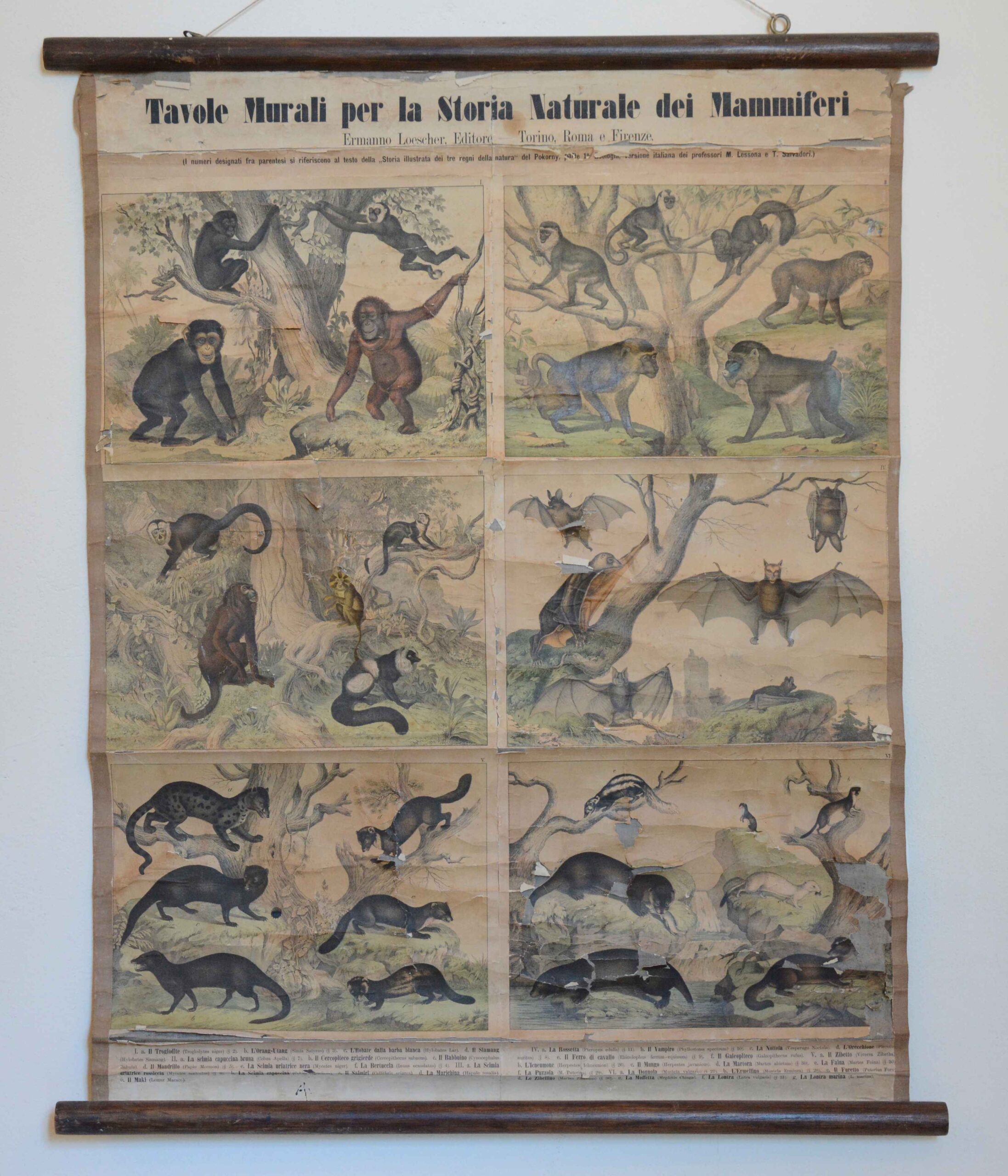 Tavole Murali per la Storia Naturale dei Mammiferi