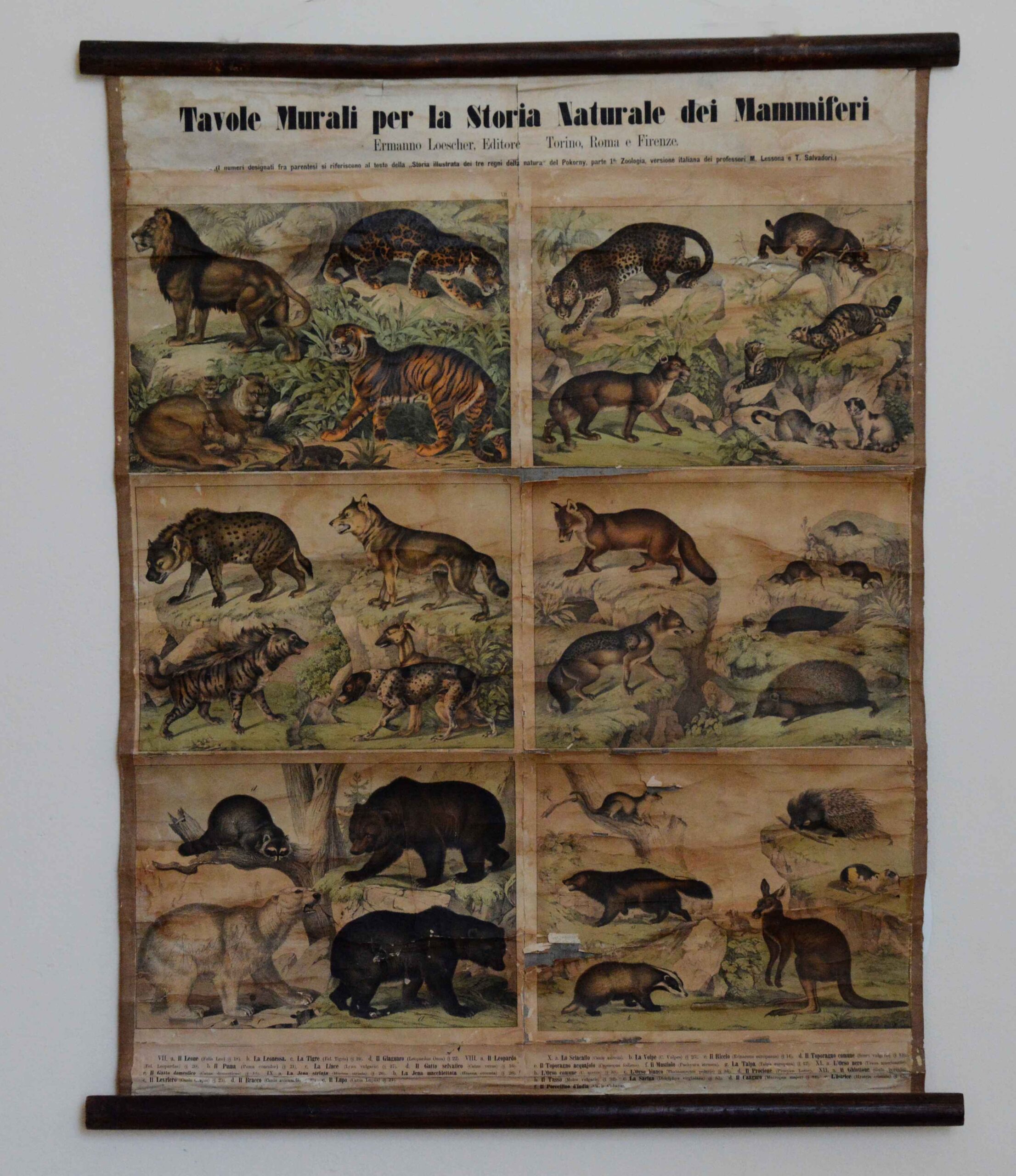 Tavole Murali per la Storia Naturale dei Mammiferi