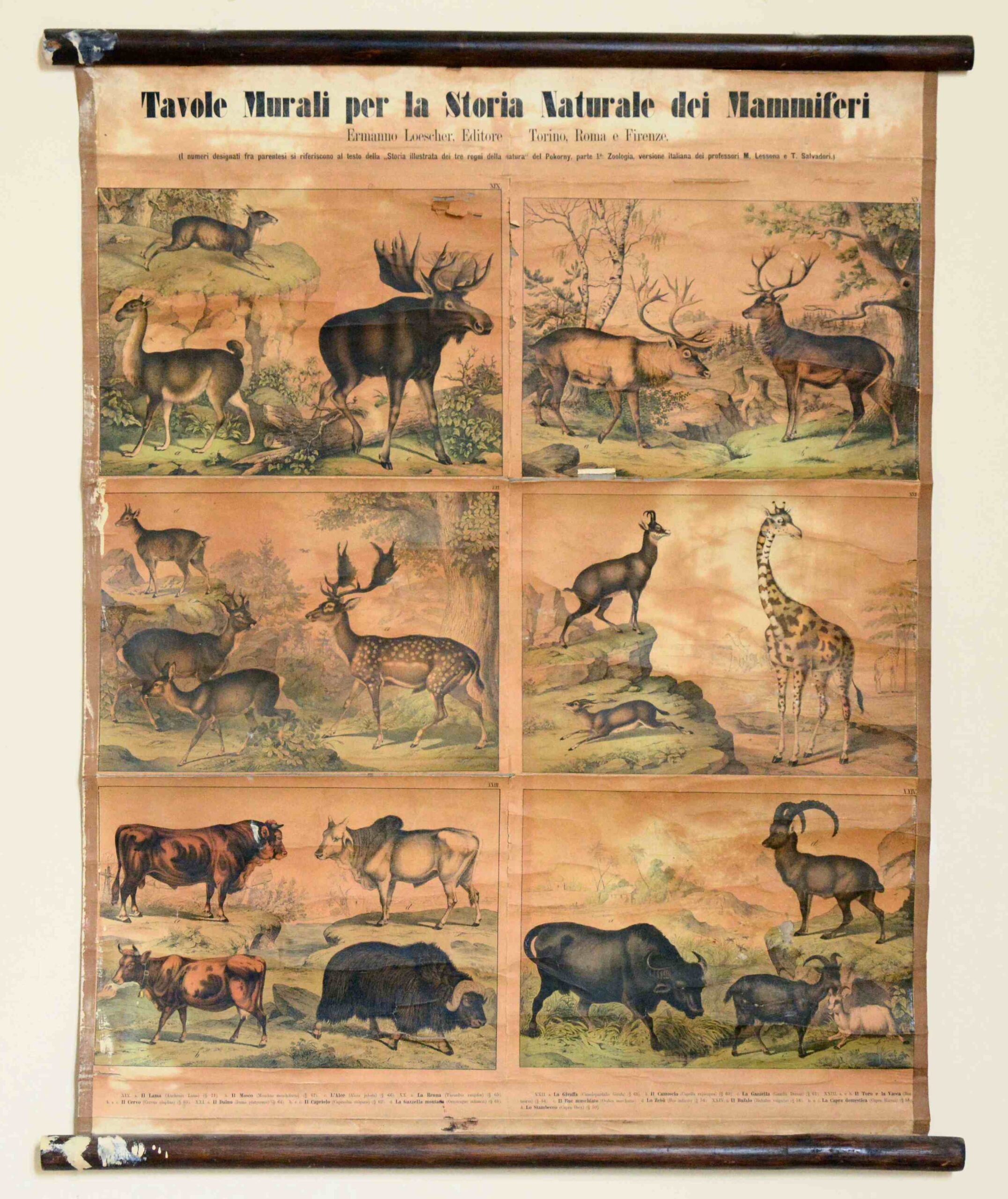 Tavole Murali per la Storia Naturale dei Mammiferi